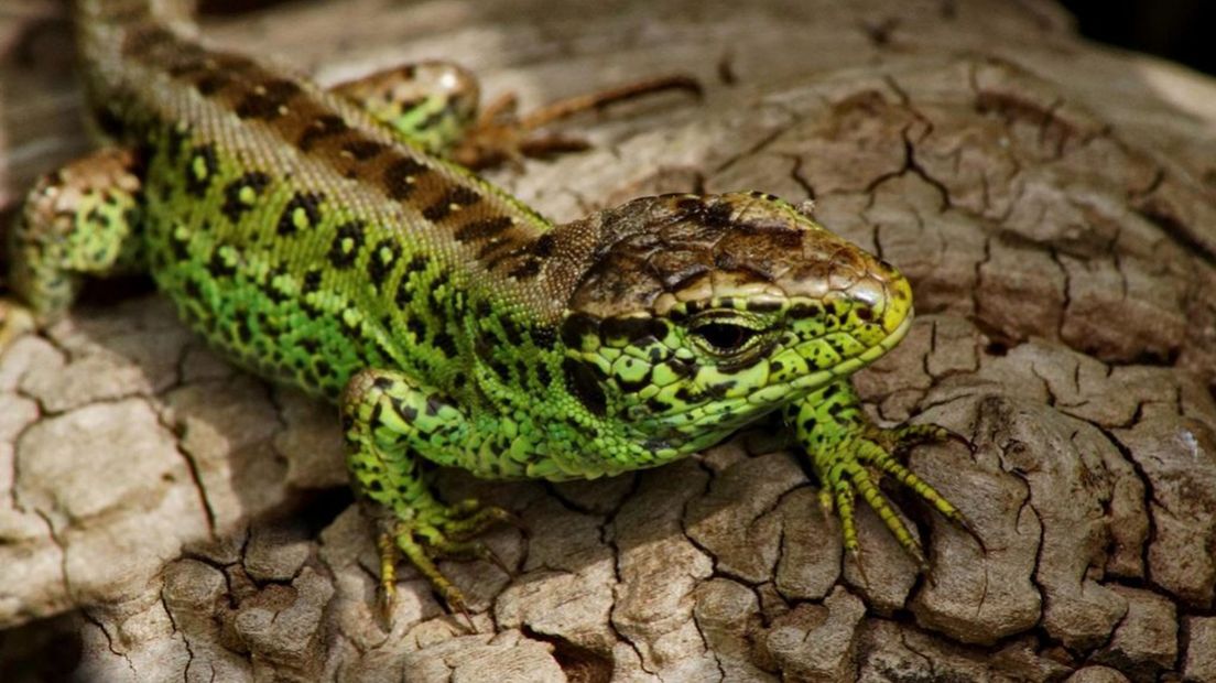 Zandhagedis