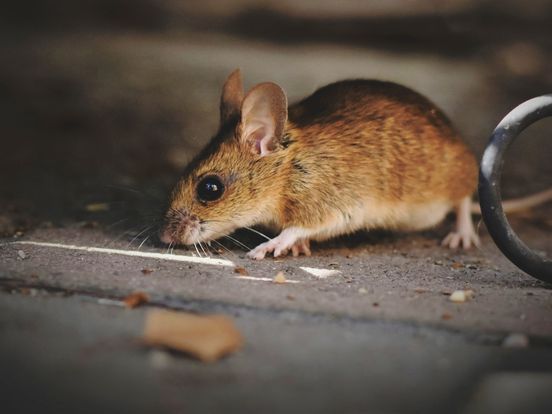 Muizenplaag in horecakeukens Rotterdams winkelcentrum