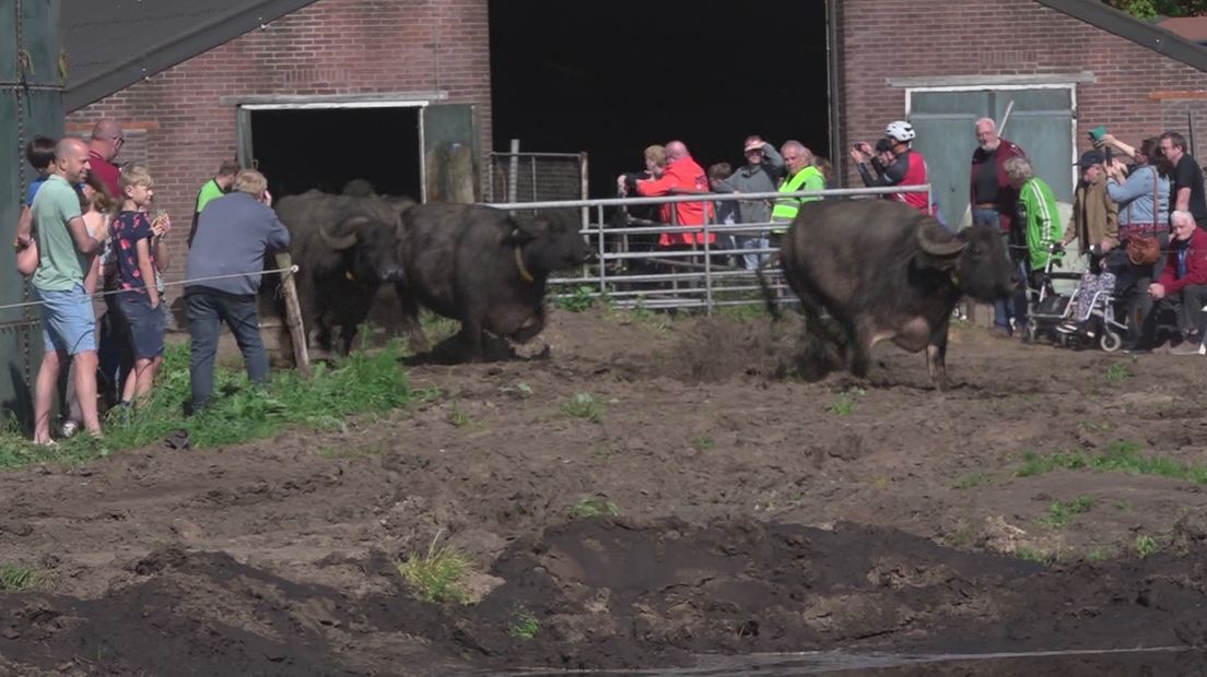 'Dansende' waterbuffels in Onstwedde: 'Net grote honden'