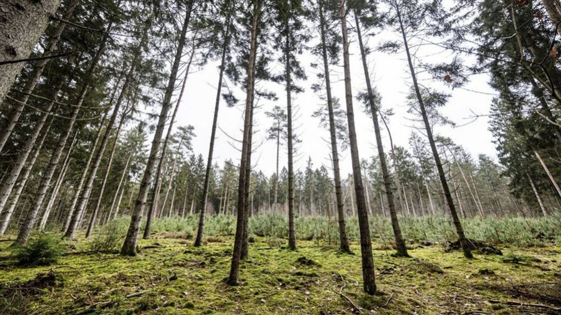 Een bosgebied op de Veluwe.