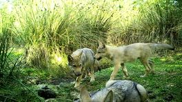 Provincies mogen wolf sneller afschieten