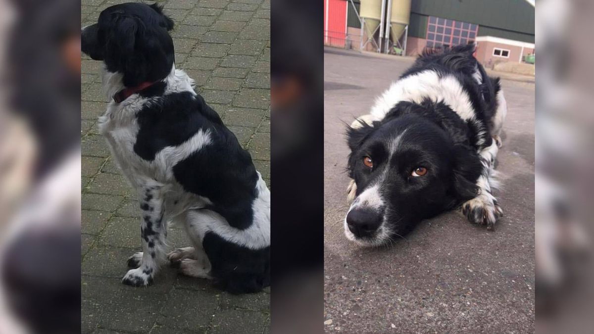 Twee stabijhonden van Brenda uit Tzummarum al bijna twee weken vermist