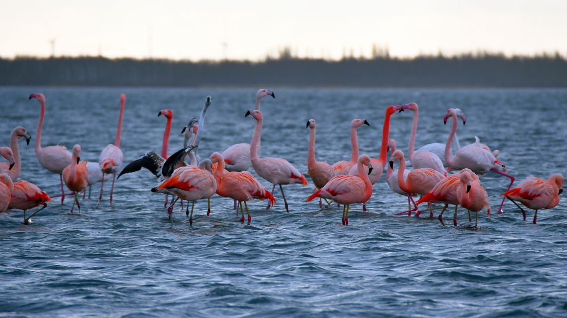 Dringen op de dijk: flamingo's strijken neer in Grevelingen