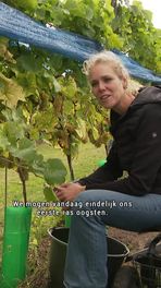 Oogst op wijngaard Valthermond