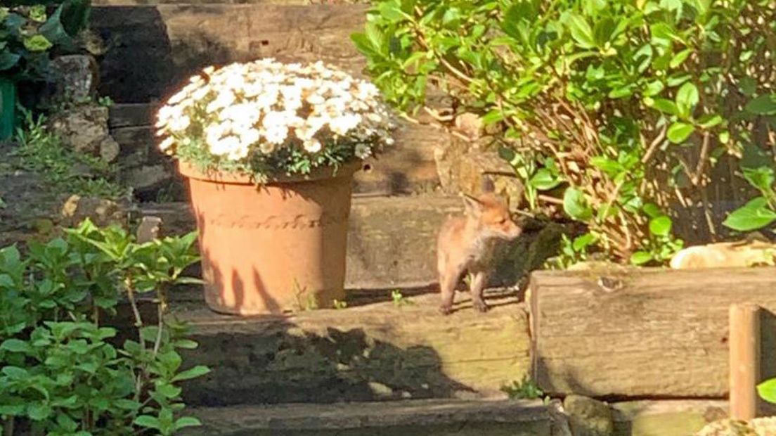 Een van de jonge vosjes in de tuin