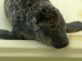 De zeehondenpup maakt het goed.