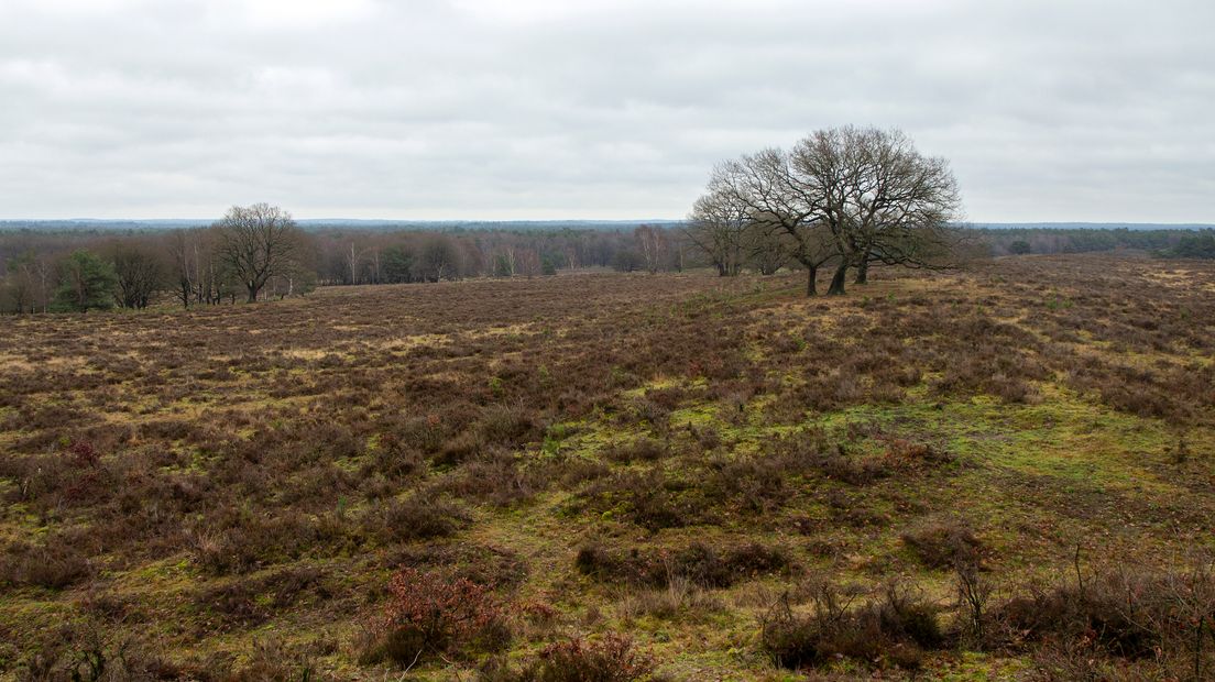 Sinds de jaren zeventig lopen er in natuurgebieden in ons land grote grazers rond. We zijn er inmiddels aan gewend. En de dieren ook aan ons. Ontmoetingen tussen mens en paard, koe of stier leiden dan ook vrijwel nooit tot ongelukken, maar soms gaat het toch mis. Vorige week zondag werd in het Brabantse natuurgebied De Maashorst een man op de hoorns genomen door een tauros. Hij raakte zwaargewond. En dat roept de vraag op wat de aanwezigheid van die grote grazers betekent voor onze veiligheid. En wat kunnen we doen om confrontaties met deze krachtpatsers te voorkomen?