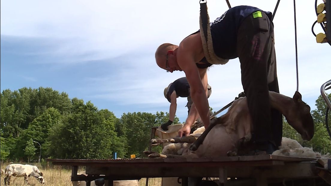 Al hangend scheert Johannes Kloosterhuis een van de schapen