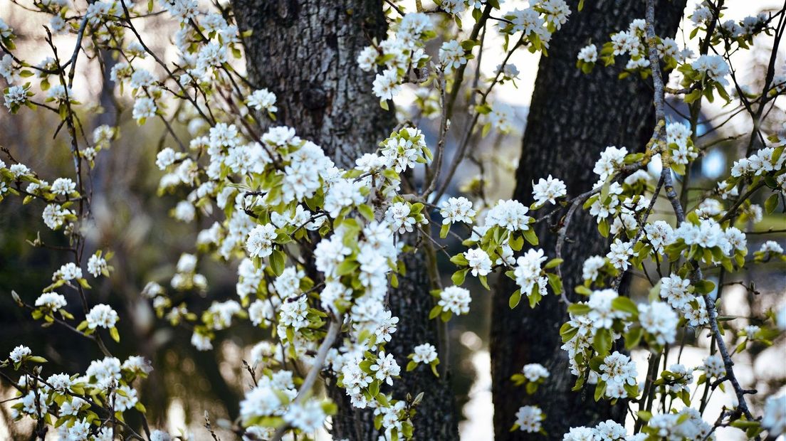 Bomen planten ZMf Zeeuwse uitdeelactie