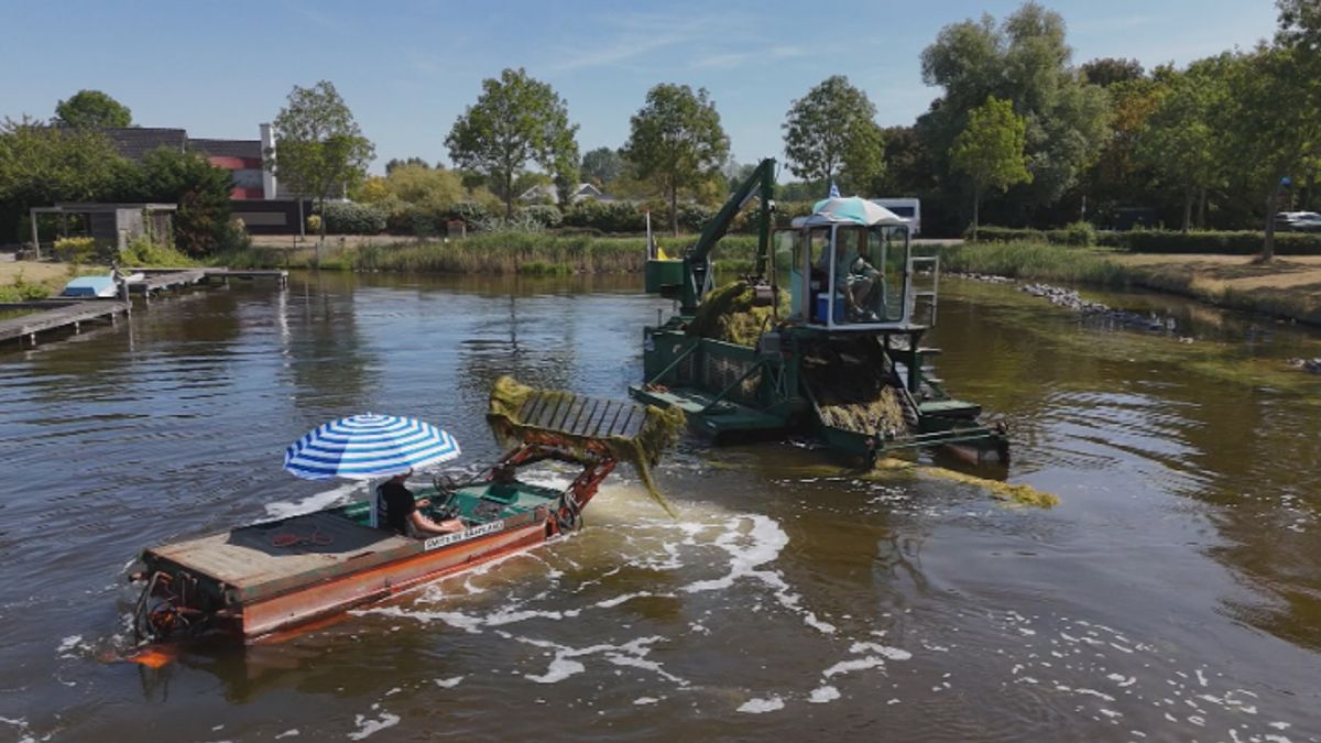 Zeldzame waterplant zorgt voor overlast in het Goese Meer
