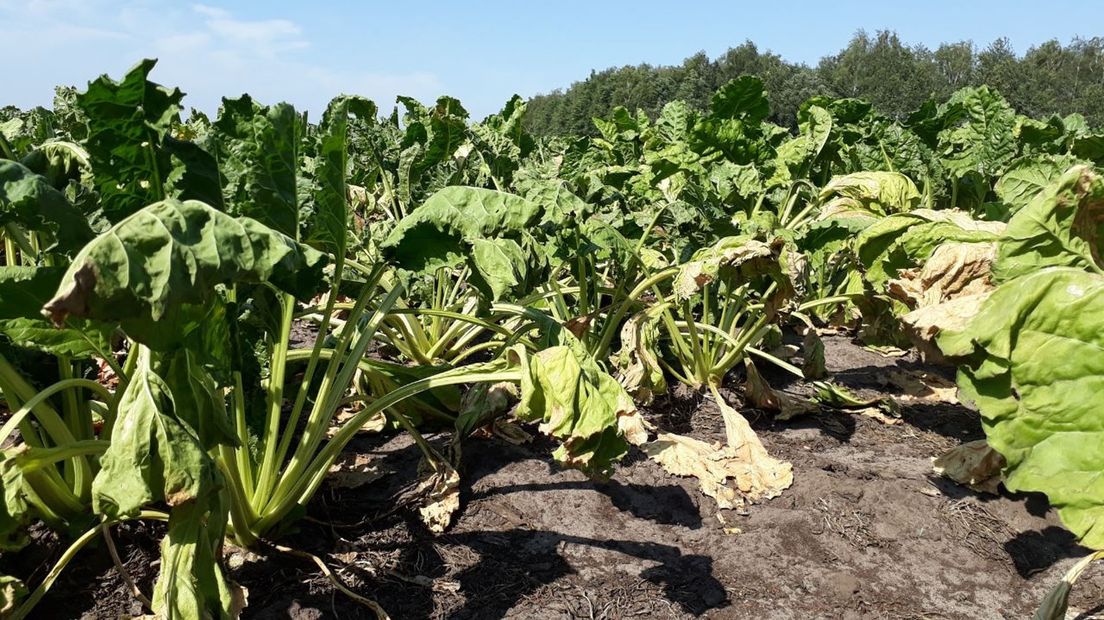 Gewassen kunnen schade oplopen door droogte