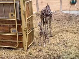Beelden van het geboren girafje in Diergaarde Blijdorp