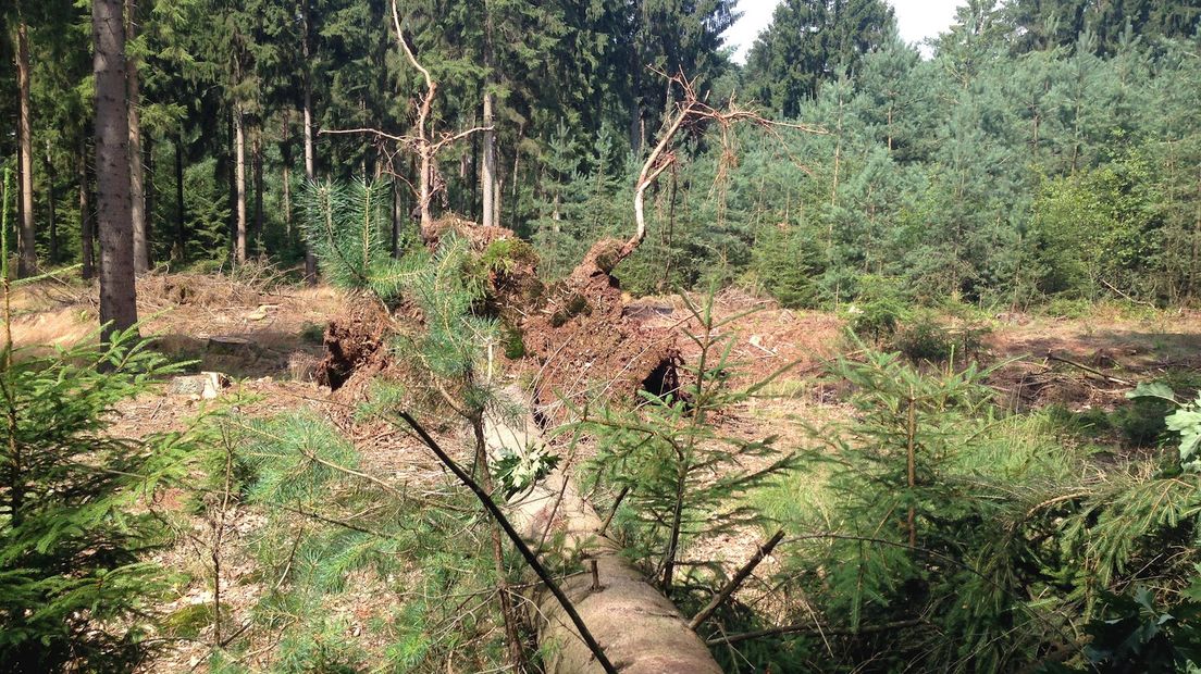 Particulieren mogen voorlopig geen bomen kappen in de bossen van Staatsbosbeheer