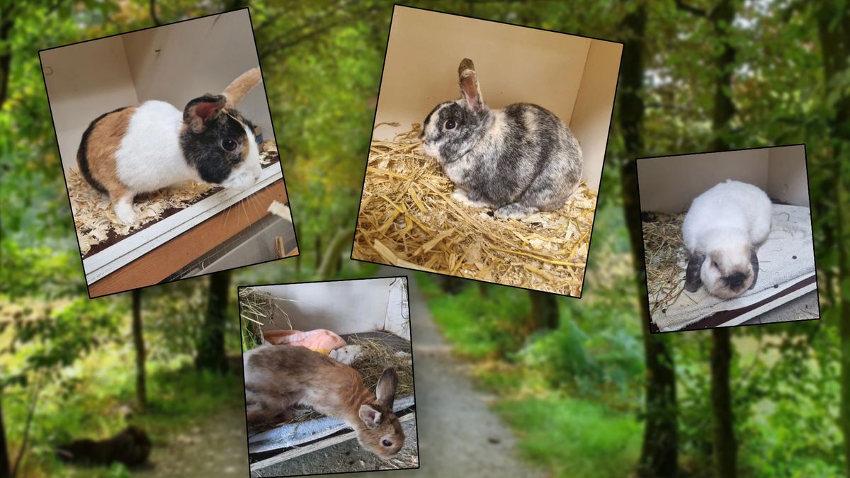 Opnieuw huisdieren gedumpt: konijnen moesten overleven in Baarns bos