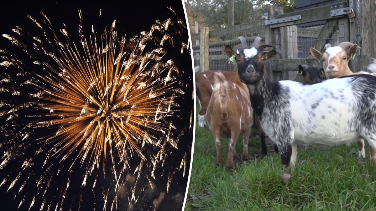 Kinderboerderij Zwolle verhuist dieren vanwege vuurwerkshow in park