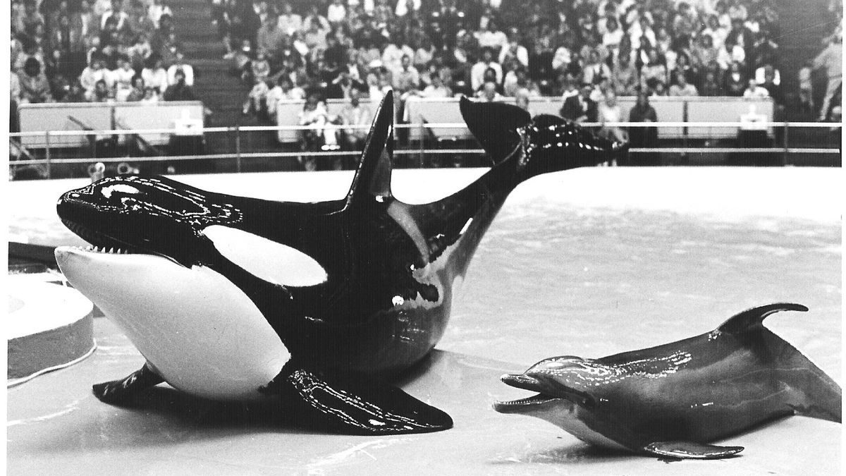 Dolfinarium weet waar Abraham de mosterd haalt - Omroep Gelderland