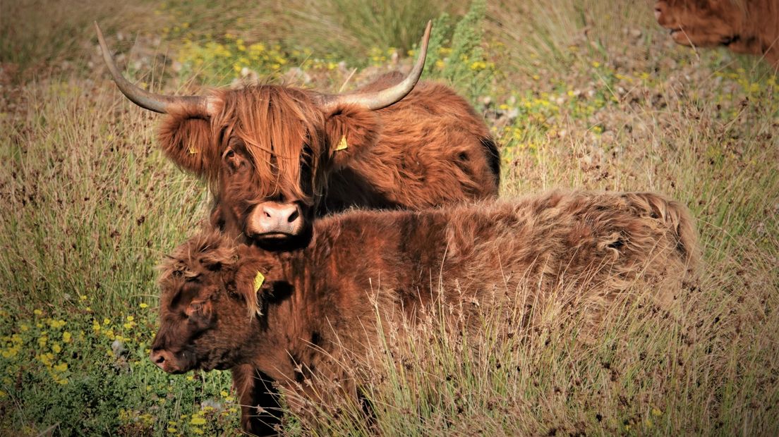 Schotse hooglanders bij Borssele