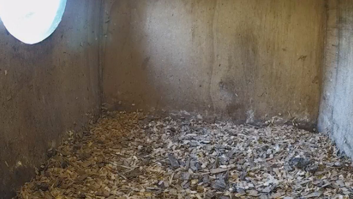 Beleef de Lente zonder bosuilen in Vlodrop