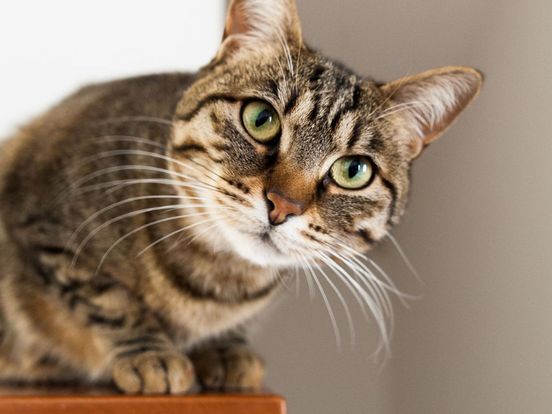 Dierenambulance organiseert gratis registratie katten voor mensen met minimuminkomen