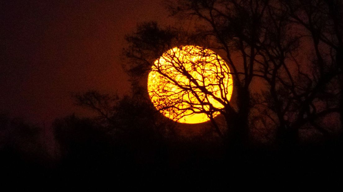 Voor een beetje decembergevoel in april: de maan schijnt door de bomen