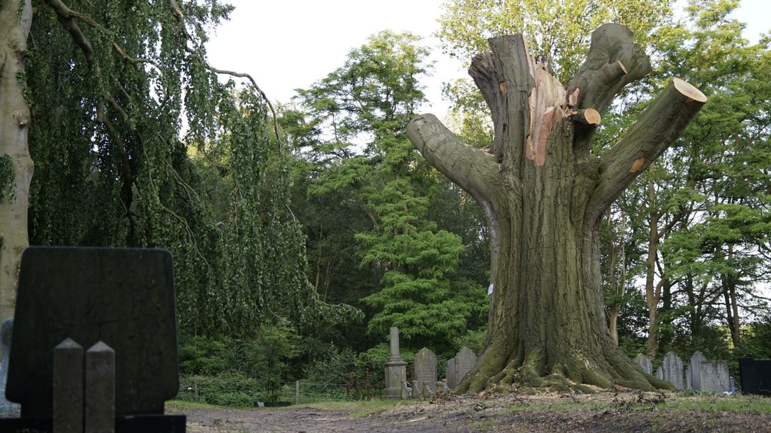 Van de majesteuze boom is niet veel meer over (Rechten: RTV Drenthe / Andries Ophof)