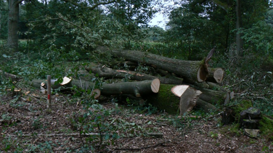 Op Landgoed Wientjesvoort in Vorden zijn tientallen bomen illegaal gekapt.