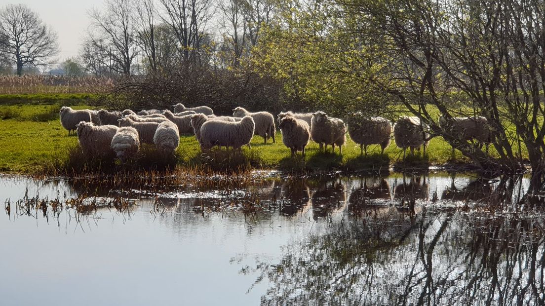 De kudde zorgt voor de begrazing van de heide (Rechten: RTV Drenthe/Dylan de Lange)