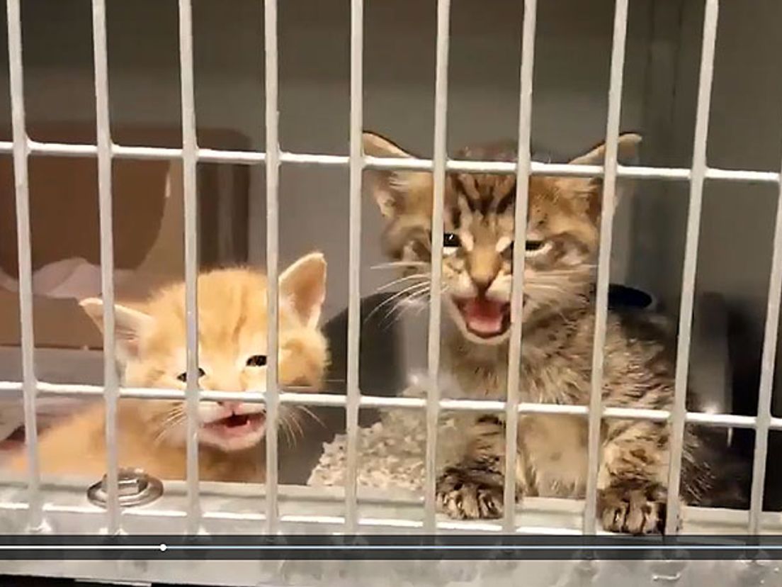 Twee van de gevonden kittens