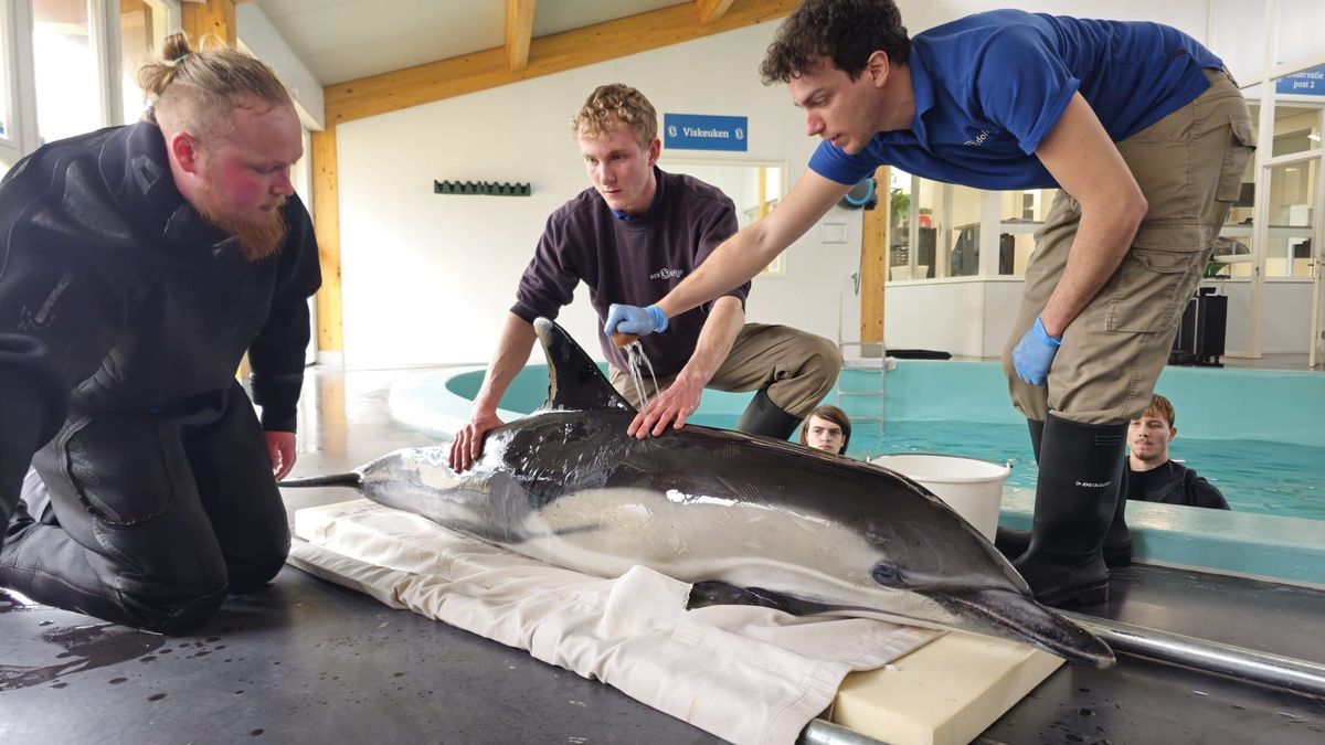 Hoe konden twee dolfijnen aanspoelen bij Wierum? 