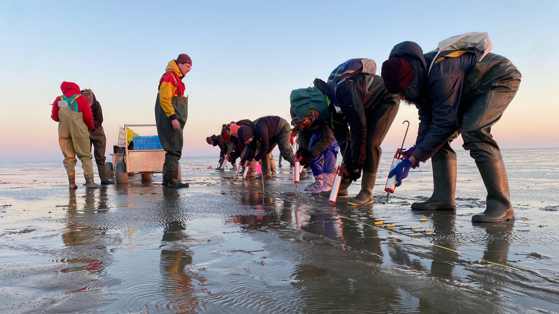 Succes Zeegras Smaakt Naar Meer: Tweede Veld Aangelegd In Waddenzee ...