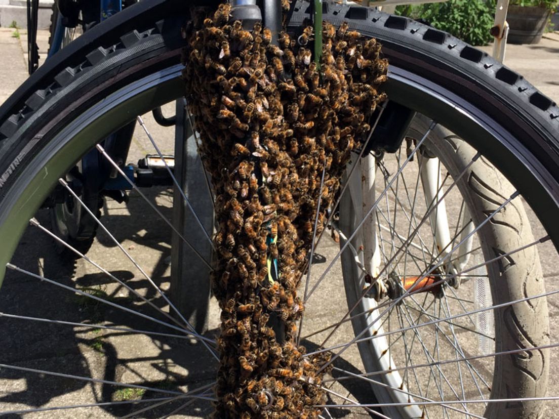 Het is niet gek dat de bijen in de stad neerstrijken, zegt imker Audrey Coert