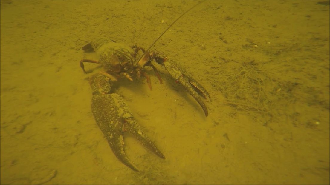 De Amerikaanse rivierkreeft is een bedreiging voor de Europese rivierkreeft.