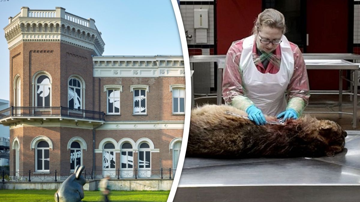Probleemwolf Bram krijgt mogelijk plek in Natuurhistorisch Museum Rotterdam