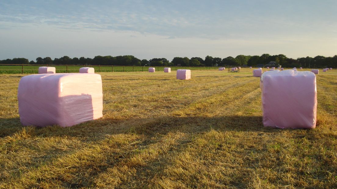 De roze hooibalen in velden bij Donderen (Rechten: Hilde Boelema / RTV Drenthe)