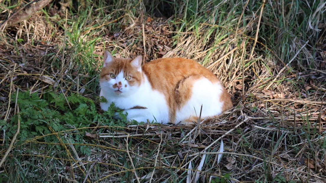 Rode kat in de polder van Zonnemaire