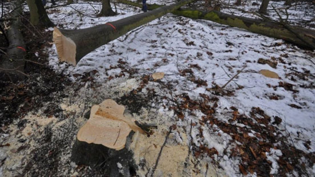 Man getroffen door omvallende boom