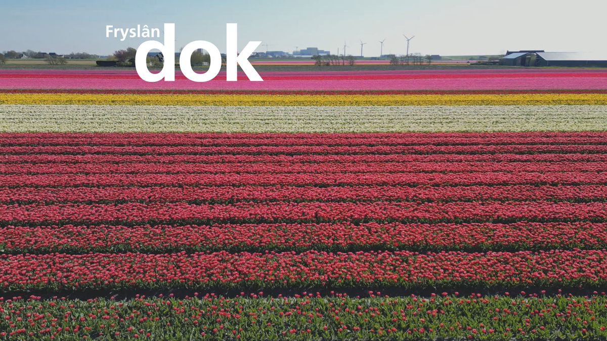 Oekraïners nemen Friese tulpenbollen mee naar huis, als herinnering en als symbool voor hoop