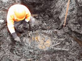 Een klomp, kruik en skelet van koe gevonden bij archeologische opgraving Reeve