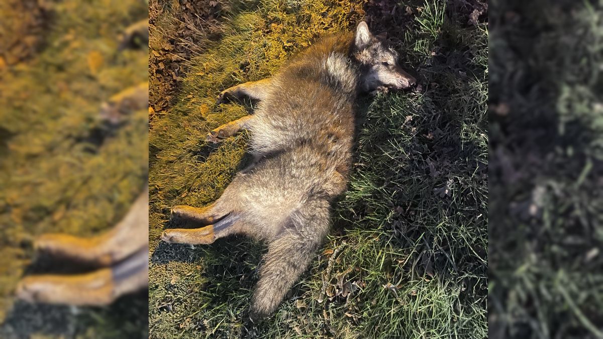 Wolf aangereden op N855 bij Wapse