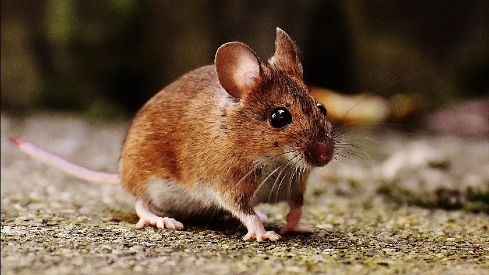 Foto ter illustratie