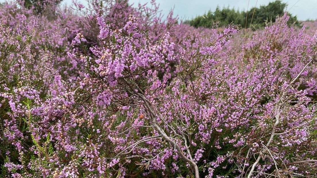 De heide bloeit uitbundig dit jaar