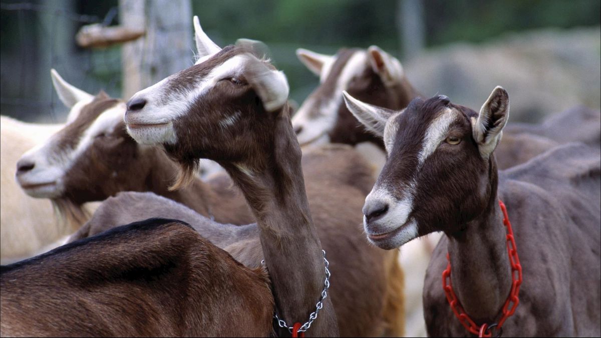 PvdA in Hardenberg pleit voor onderzoek naar geitenhouderijen in gemeente