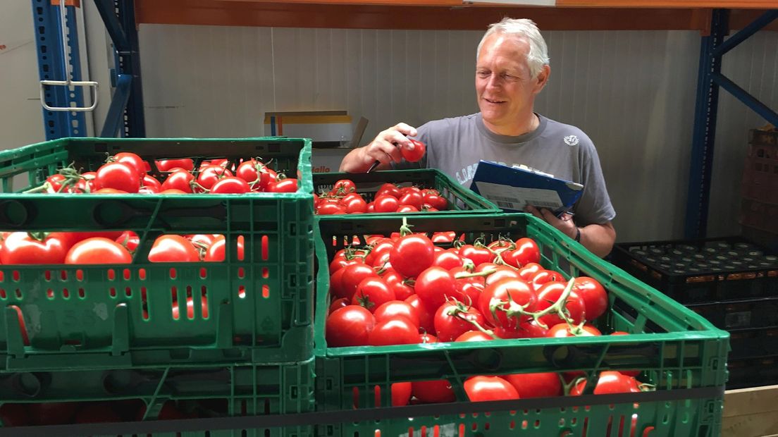Elf ton tomaten voor de voedselbanken in Overijssel