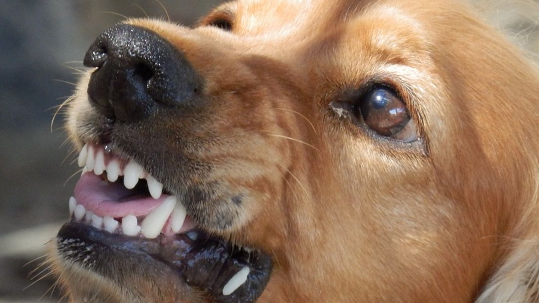 Hond bijt een van de inbrekers (Rechten: pixabay.com)