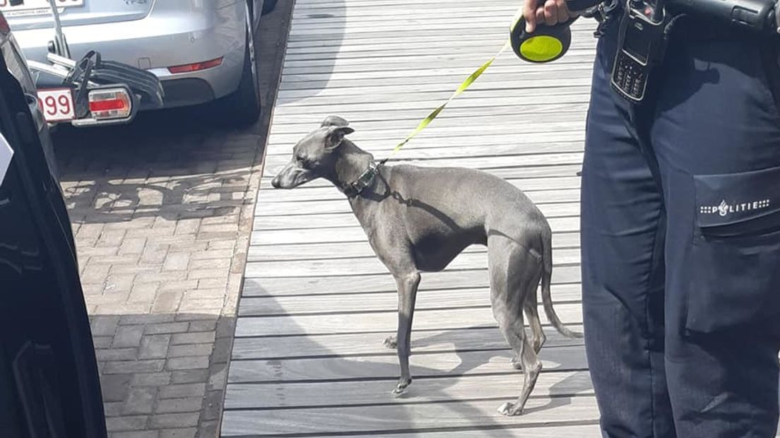 Politie haalt hond uit hete auto