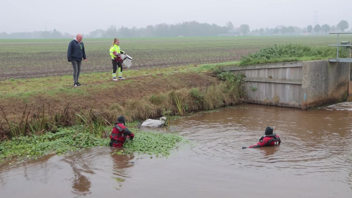 Zwaan met vishaak in bek laat zich moeilijk vangen door brandweer