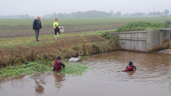 Zwaan met vishaak in bek laat zich moeilijk vangen door brandweer