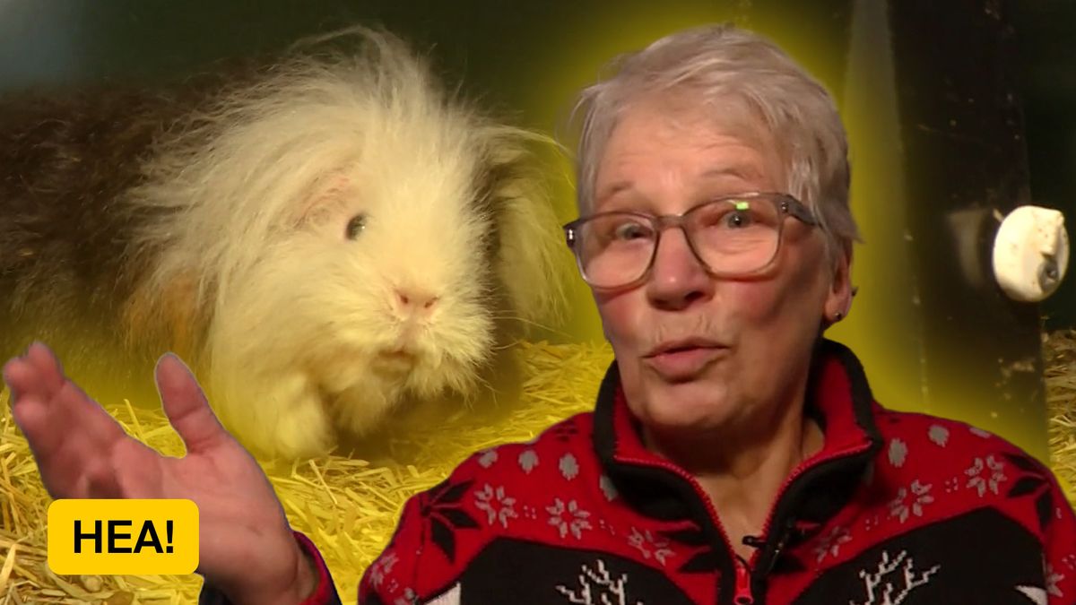 Silvia verzorgt al bijna 30 jaar honderden cavia's