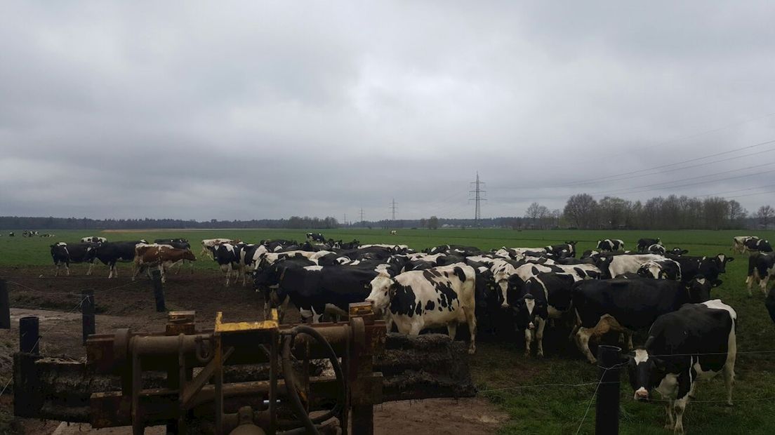 Koeien willen terug naar de stal