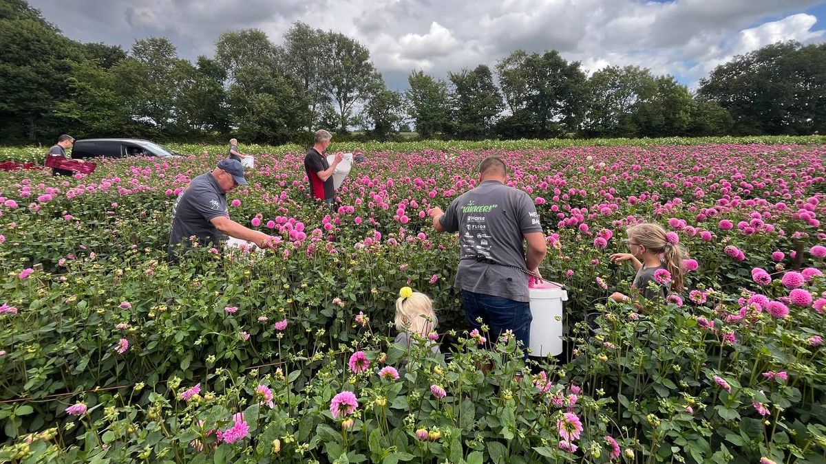 Corso’s en gondelvaarten kunnen rekenen op voortreffelijke dahlia-oogst